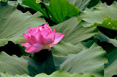 photo of pink lotus flower thumbnail