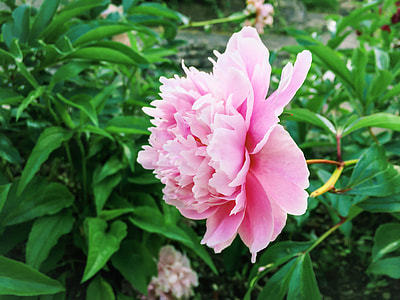 pink peony in bloom at daytime thumbnail