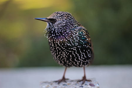purple and blue bird thumbnail