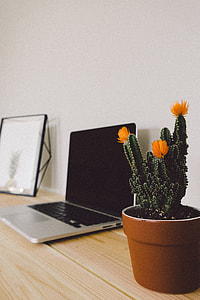 green cactus with brown clay pot thumbnail