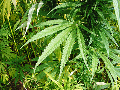 green leaves thumbnail