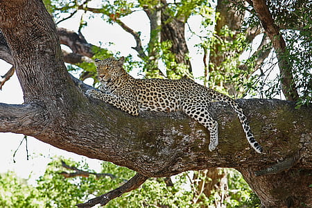 leopard sitting on tree branch during daytime thumbnail
