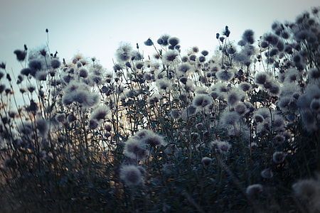 photo of white dandelion thumbnail