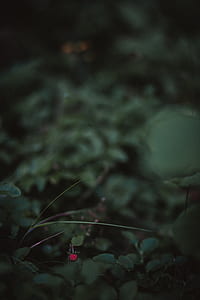 green leafed plant thumbnail