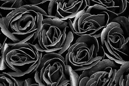 black roses thumbnail