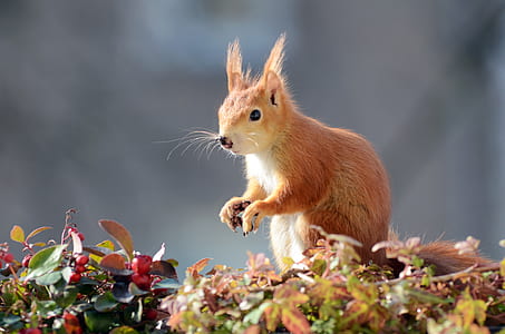 tilt shift lens photography of brown animal thumbnail