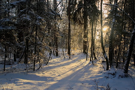 trees covered with snow thumbnail