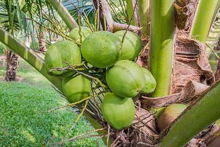 coconut on tree thumbnail