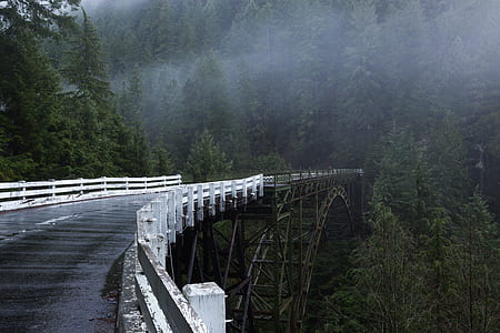 bridge through the forest thumbnail