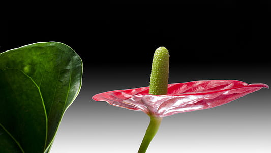 closeup photography of red anthurium flower thumbnail