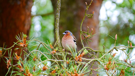 multicolored bird on green plants thumbnail