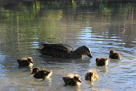 duck and ducklings on body of water thumbnail