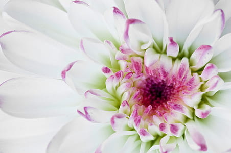 close-up photo of white petal flower thumbnail