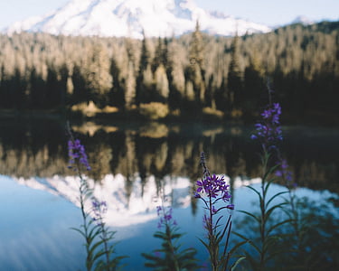 closeup photo of purple petaled flower beside body of water thumbnail