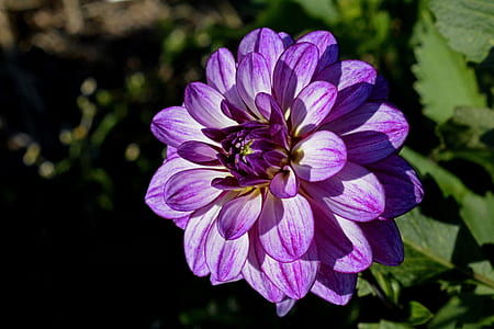Purple Flower Shallow Focus Photography thumbnail