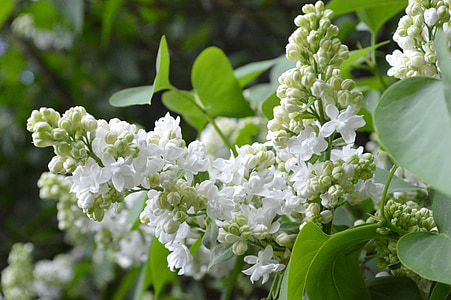 close-up photography of white petaled flowers at daytime thumbnail