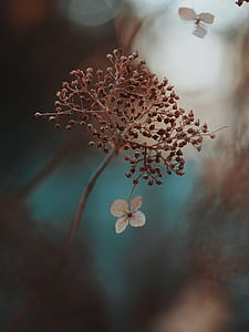 closeup photography of withered hydrangea flower thumbnail