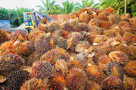 pile of brown fruits thumbnail