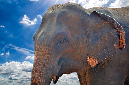 wildlife photography of an elephant thumbnail