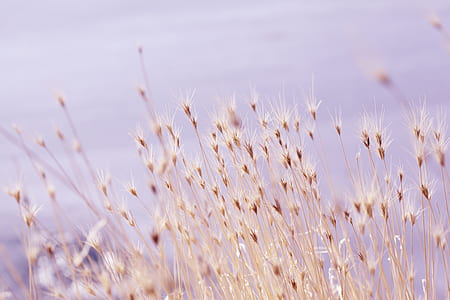 brown flowers thumbnail