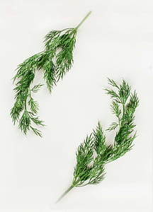 Herbs thumbnail