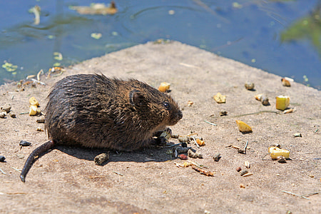 black rodent on gray pavement facing body of water thumbnail