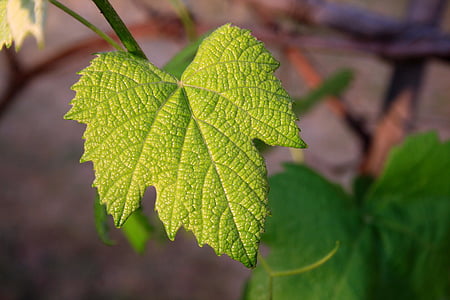 selective focus photograph of leaf thumbnail