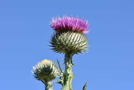 selective focus photography of purple dandelion thumbnail
