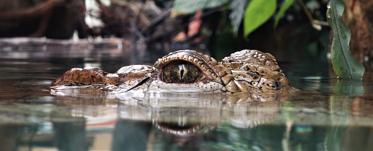 shallow focus photography of alligator in body of water thumbnail