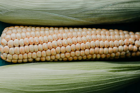 Close-up of Corn thumbnail