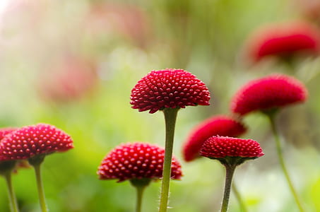 red flowers in bloom thumbnail