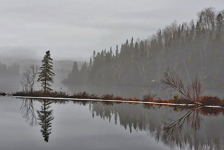 reflection of trees on water thumbnail