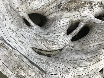 white tree trunk thumbnail