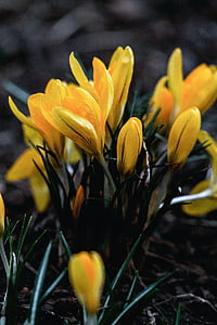 shallow focus photography of yellow flowers thumbnail