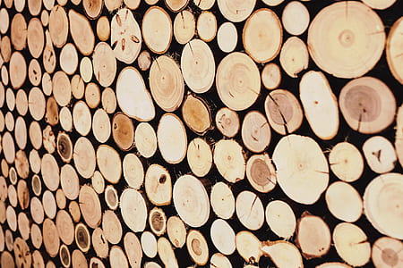 tree stumps wall decor thumbnail