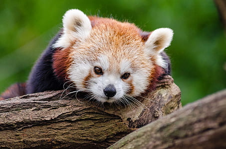 Red Panda on Wood Log thumbnail