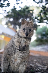 selective focus photograph of gray rodent thumbnail