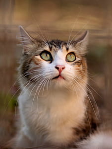 selective focus photography of silver tabby cat thumbnail