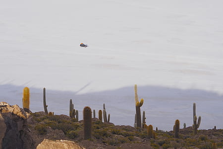 brown cactus plants thumbnail