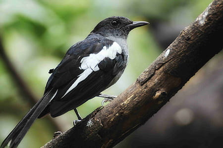 White-shouldered Blackbird thumbnail