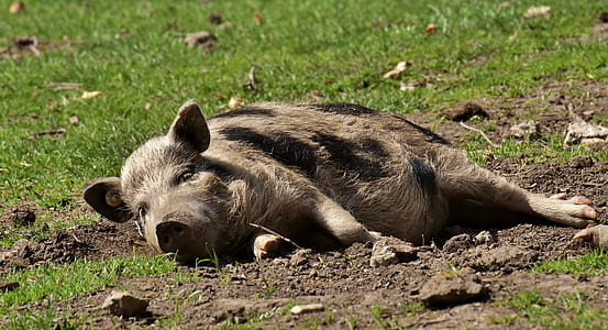 gray wild boar on green grass thumbnail