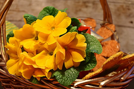 yellow flowers in basket thumbnail