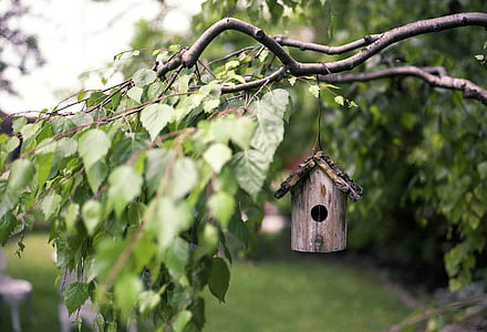 brown wooden bird house hanging on brown tree branch thumbnail