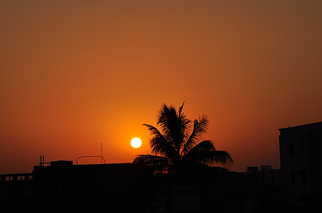silhouette photo of palm tree suring golden hour thumbnail