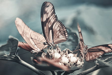 closeup photography of three brown butterflies perched on green leaf thumbnail