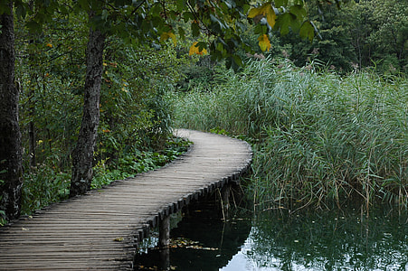 brown wooden dock between green grass and trees thumbnail