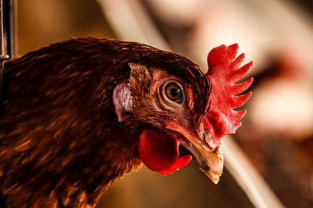 Brown Rooster thumbnail