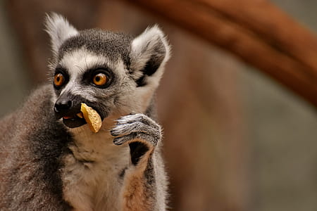 gray and white meerkat thumbnail