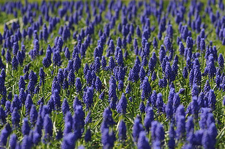 selective focus photo of purple grape hyacinths thumbnail