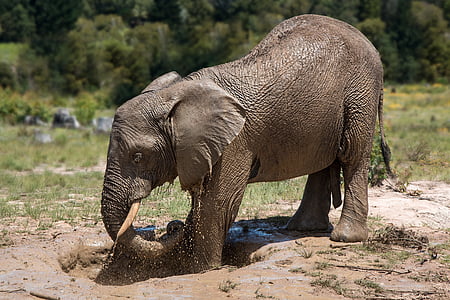 gray baby elephant thumbnail